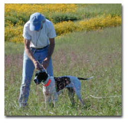 Picture of Pointer preparing for field training