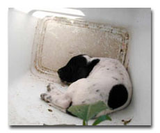 Picture of puppy asleep in wastebasket