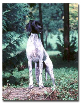 Picture of Pointer standing with feet on log