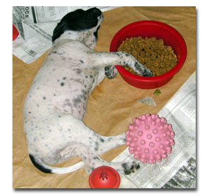 Picture of puppy sleeping by food bowl