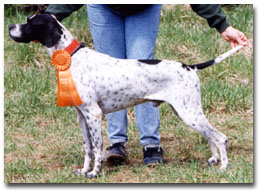 Picture of Pointer with prize ribbon