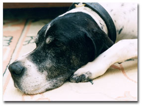Picture of old dog napping in sunshine