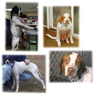 Pictures of four dogs that have been listed on Pointer Rescue's site
