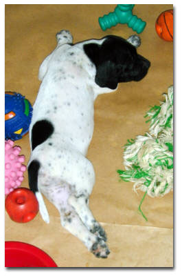 Picture of puppy stretched out among play toys